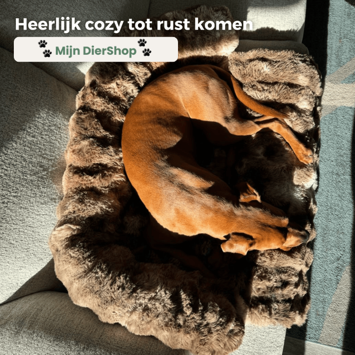Mijn DierShop Hondenbed | Comfortabel, Duurzaam, Verhoogde Randen voor Grote Honden