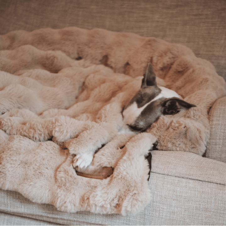 Mijn DierShop Hondenbed | Comfortabel, Duurzaam, Verhoogde Randen voor Grote Honden
